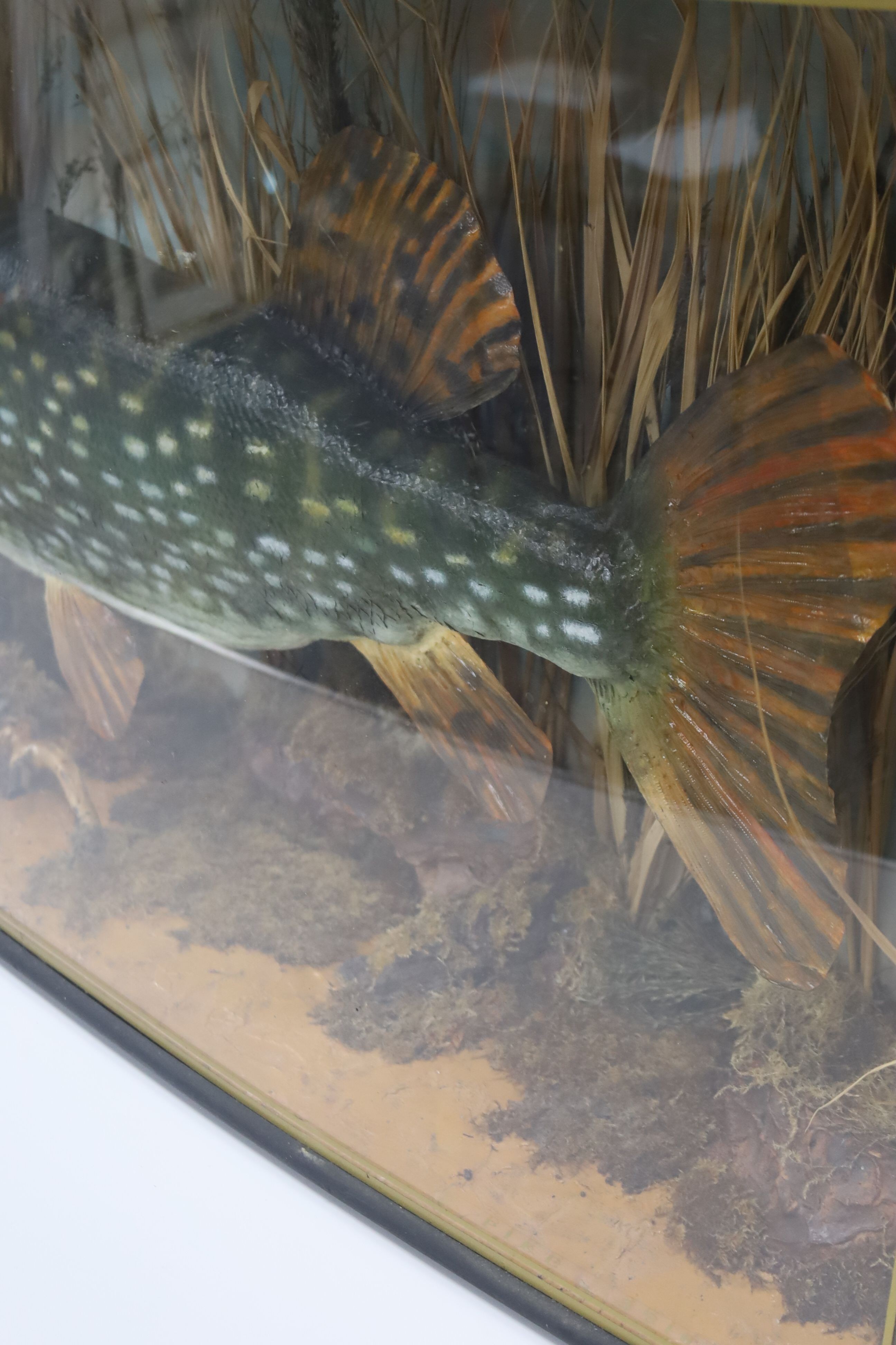 A large cased taxidermic pike, 35lbs 20oz., in bowfronted display case, width 138m height 52cm